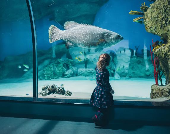 Aquàrium de Barcelona: Un viaje bajo el mar